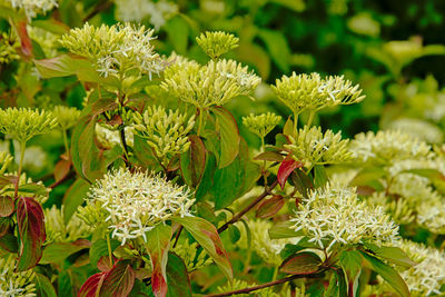 Close-up of flowering plant