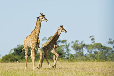 Giraffes on field against clear sky