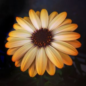 Close-up of yellow flower blooming against black background