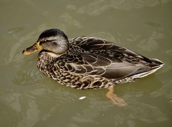 High angle view of duck swimming in lake