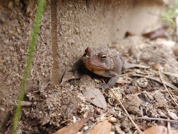 Close-up of lizard