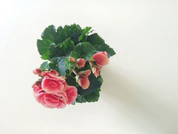 Close-up of roses against white background