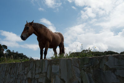 Horse standing against sky