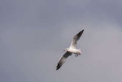 Low angle view of seagull flying in sky