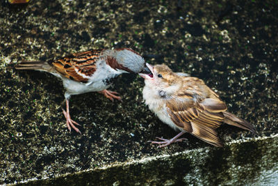 High angle view of birds feeding each other on land