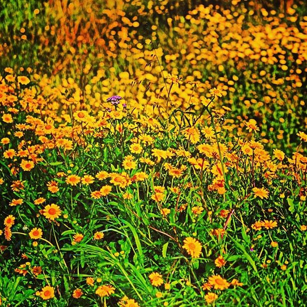 flower, freshness, growth, yellow, fragility, beauty in nature, field, petal, nature, blooming, plant, flower head, grass, abundance, in bloom, high angle view, green color, day, outdoors, no people