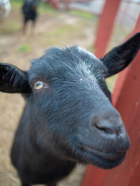 Close-up portrait of black goat