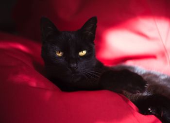 Close-up portrait of black cat