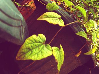 Close-up of leaves