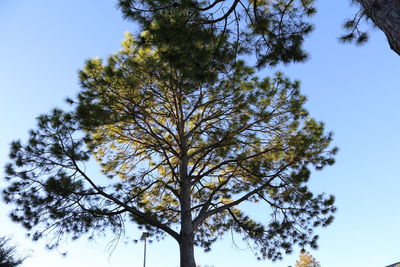 Low angle view of tree against clear sky