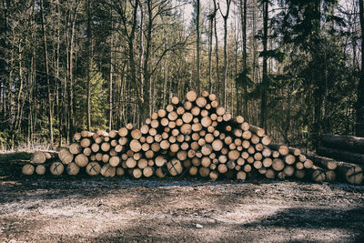 Stack of logs in forest