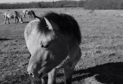 Horse grazing on field