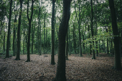 Trees growing in forest