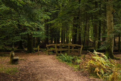 Trees growing in forest