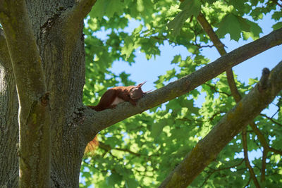 Low angle view of red squirrel on tree