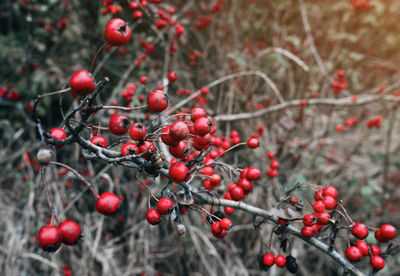 Autumn red hawthorn fruits close-up. blurred gray background. calm autumn screensaver