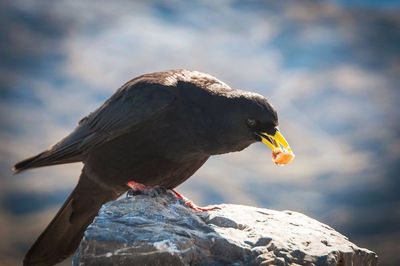 Close-up of bird perching on rock