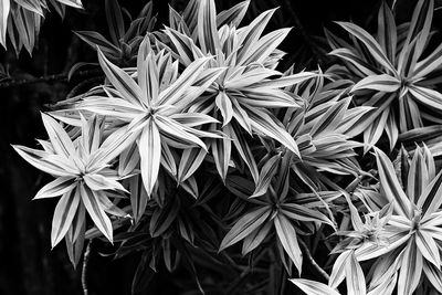 Close-up of flowering plant