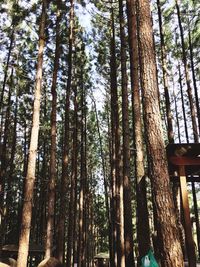 Low angle view of bamboo trees in forest