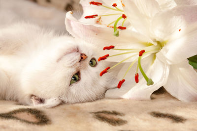 White cat lies upside down on the couch and sniffs a lily flower