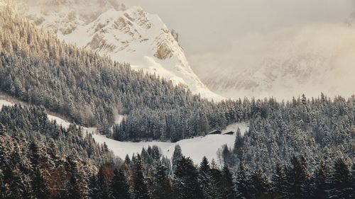 Aerial view of pine trees in forest during winter