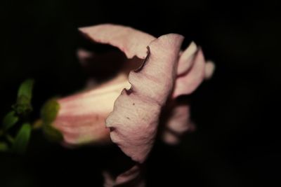 Close-up of pink rose over black background