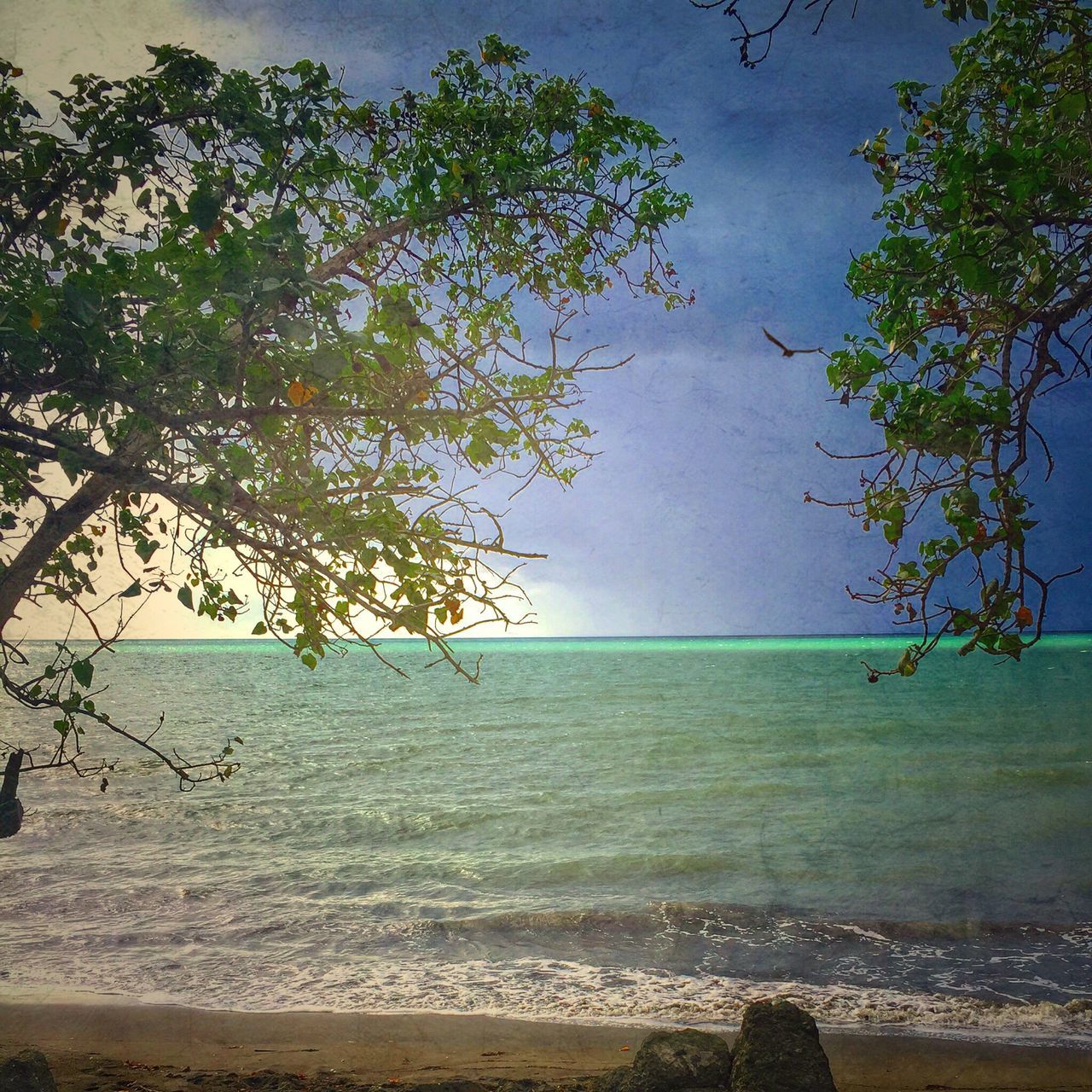 sea, water, horizon over water, beach, tree, tranquility, tranquil scene, scenics, shore, beauty in nature, sky, nature, branch, sand, idyllic, coastline, outdoors, growth, calm, remote