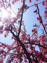 Low angle view of pink flowers against sky