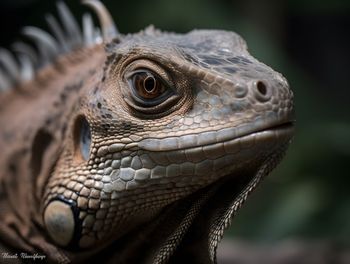 Close-up of iguana