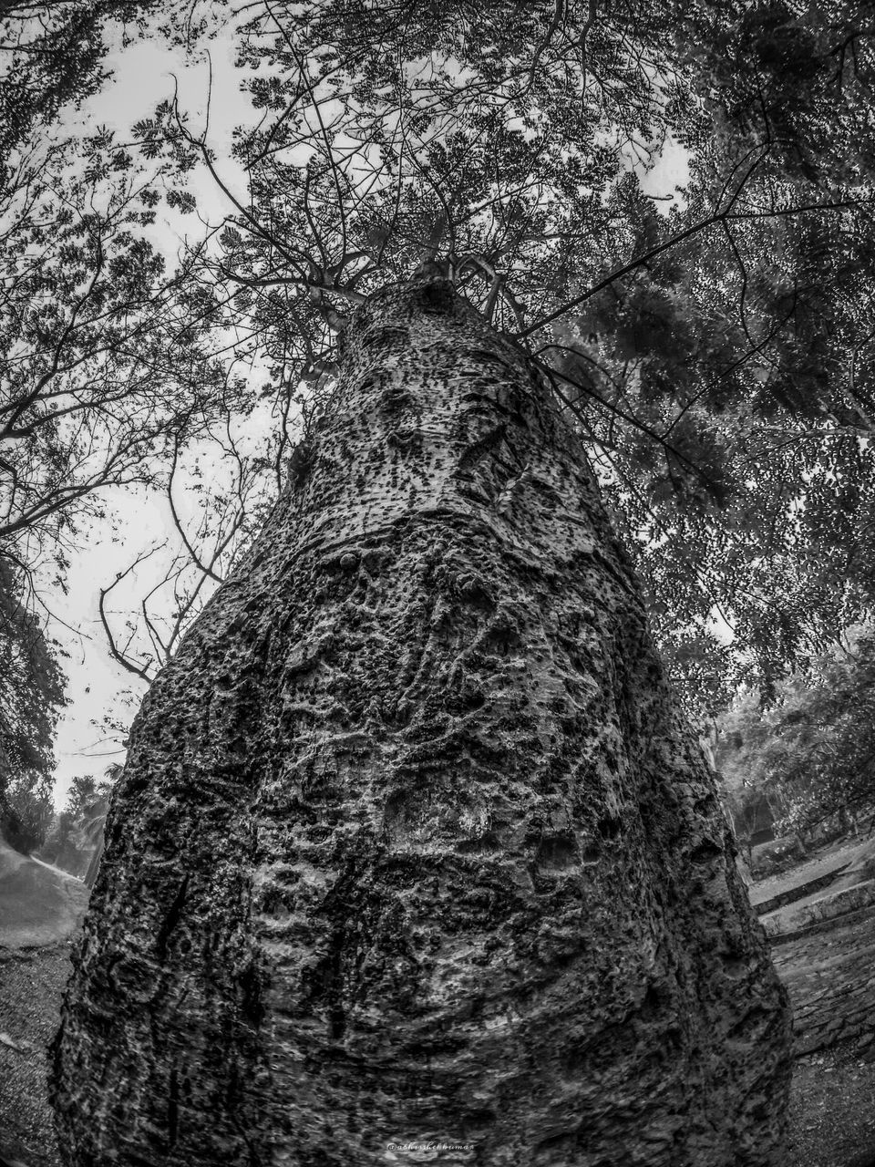 tree, plant, tree trunk, trunk, growth, nature, no people, branch, bark, day, textured, forest, low angle view, rough, outdoors, tranquility, woodland, land, plant bark, close-up