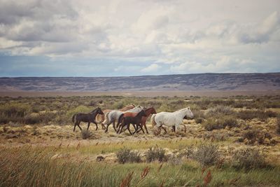 Horses in a field