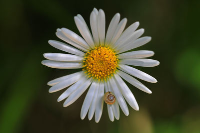 Close-up of white daisy