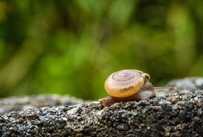 Close-up of snail on rock