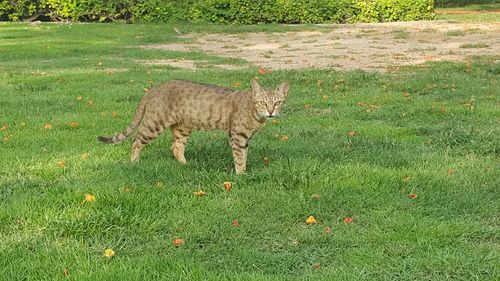 Cat on field