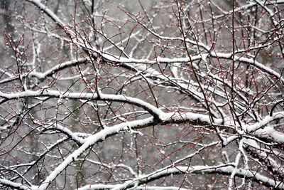 Close-up of bare tree branches during winter