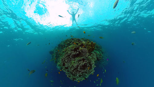 Tropical coral reef. underwater fishes and corals. panglao, philippines.