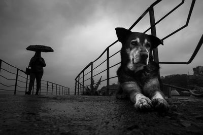 Dog standing on railing against sky