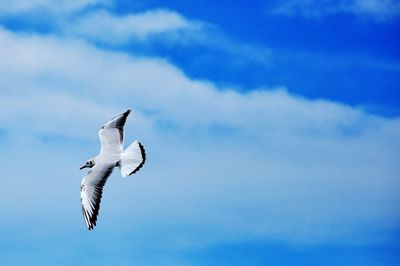 Low angle view of seagull flying against sky