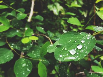 Close-up of wet plant