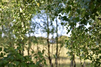 Low angle view of flower tree