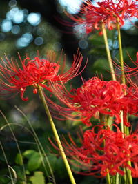 Close-up of red flowering plants