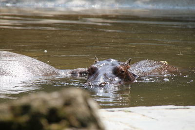 Hippopotamuses in pond at zoo