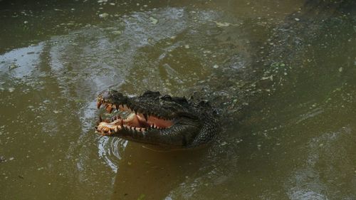 High angle view of crocodile swimming in lake