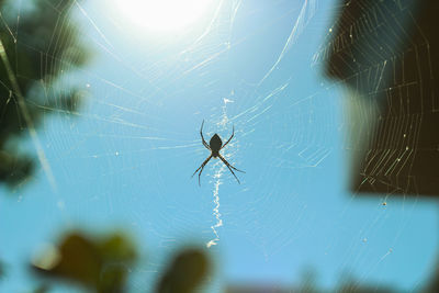 Close-up of spider web