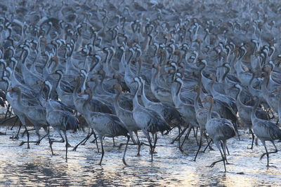 Cranes walking in lake