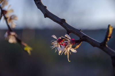 Close-up of wilted flower plant