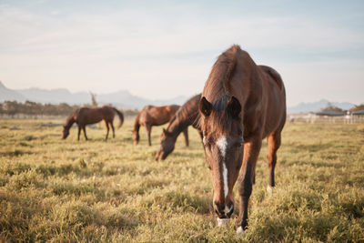 Horse grazing on field