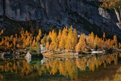 Autumn trees mirroring on the lake federa, cortina d'ampezzo