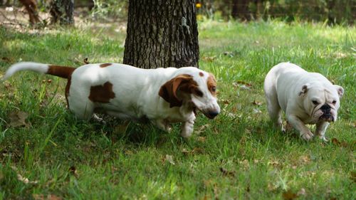 Dogs on field