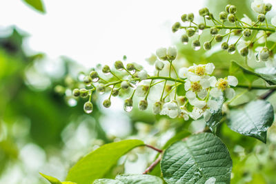 Close-up of raindrops on plant